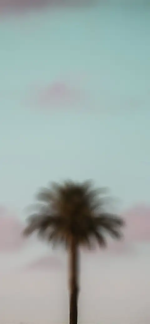 Palm Tree CB Picsart Editing Background HD Donwload