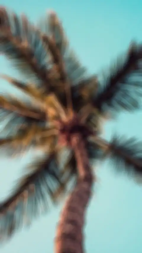 Palm Tree CB Picsart Editing Background HD Donwload