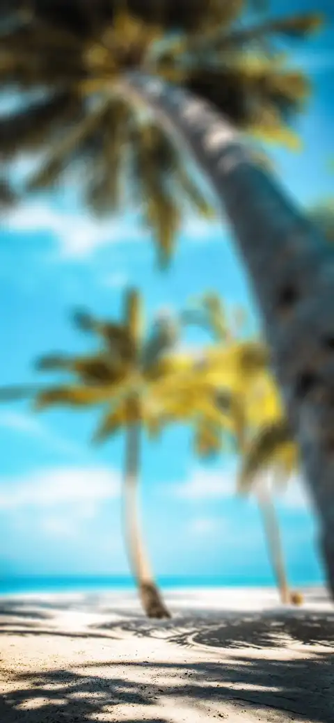 Palm Tree CB Picsart Editing Background HD Donwload