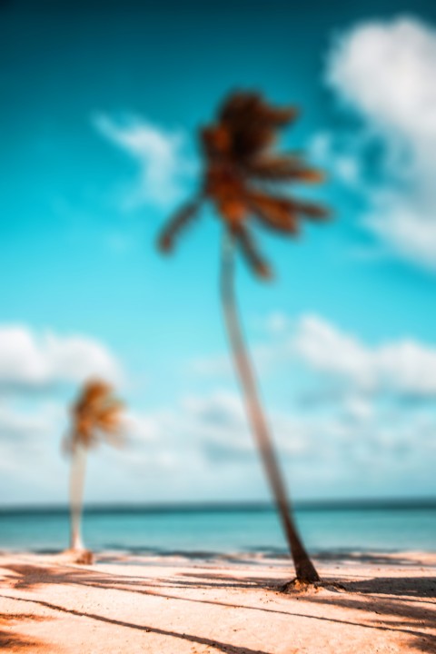 Palm Tree CB Picsart Editing Background HD Download