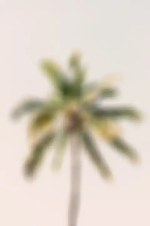 Palm Tree Editing Background HD Donwload Free