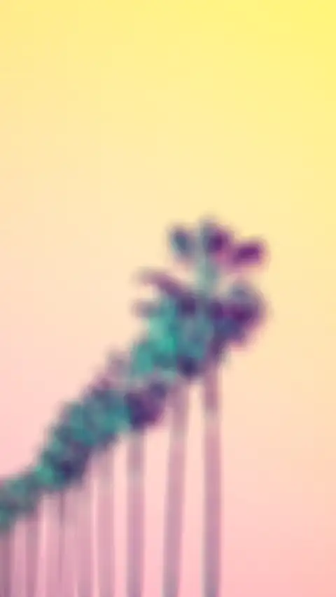 Palm Tree Editing Background HD Donwload Free