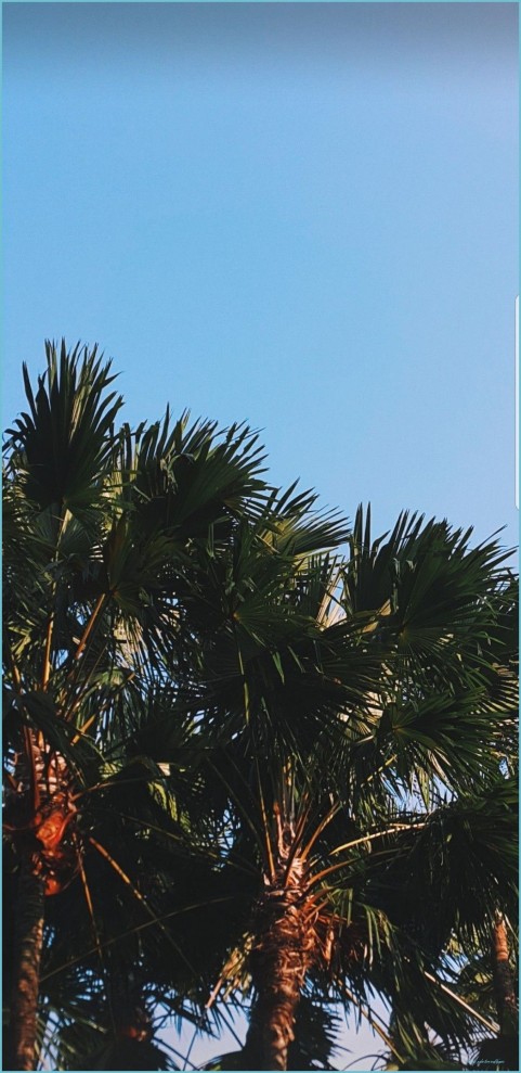 Palm Tree Long Size Sky Background HD Donwload