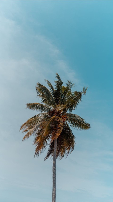 Palm Tree Long Size Sky Background HD Donwload