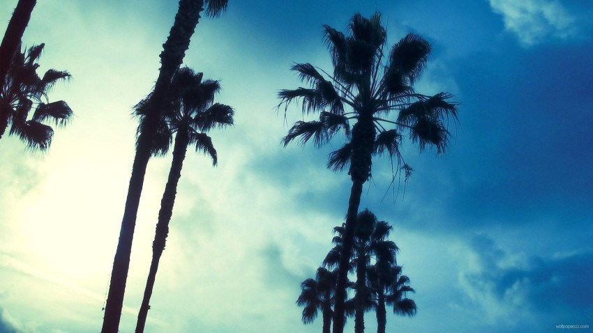 Palm Tree Long Size Sky Background HD Donwload