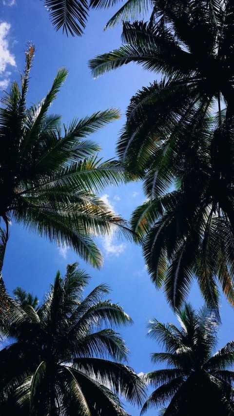 Palm Tree Long Size Sky Background HD Donwload