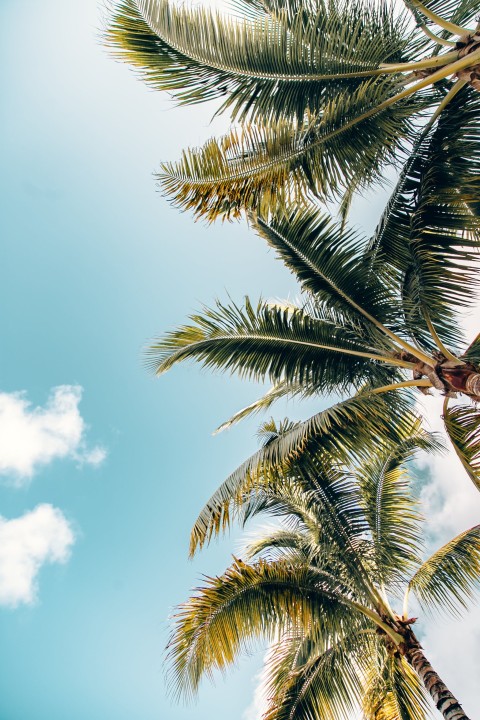 Palm Tree Long Size Sky Background HD Donwload