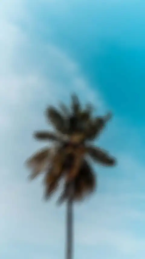 Palm Tree Long Size Sky Background HD Donwload