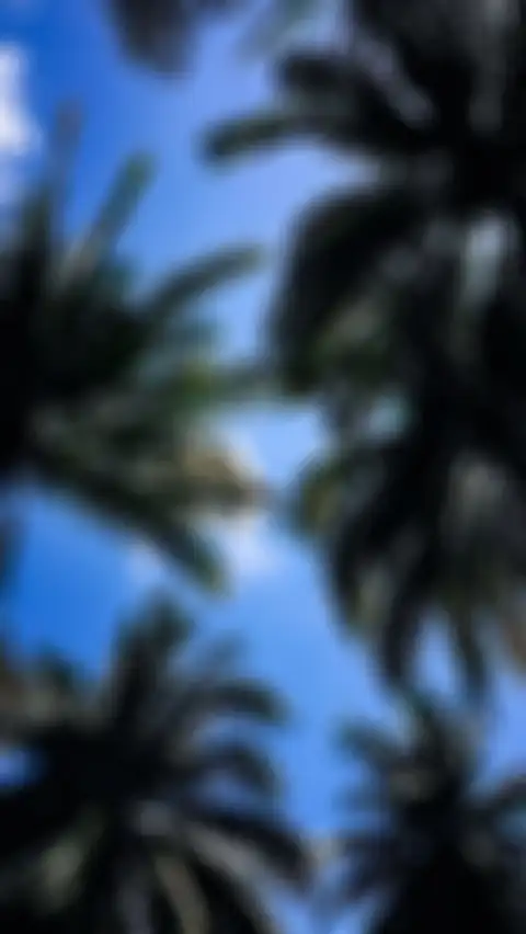 Palm Tree Long Size Sky Background HD Donwload