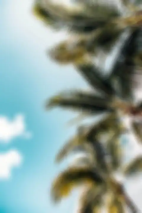 Palm Tree Long Size Sky Background HD Donwload