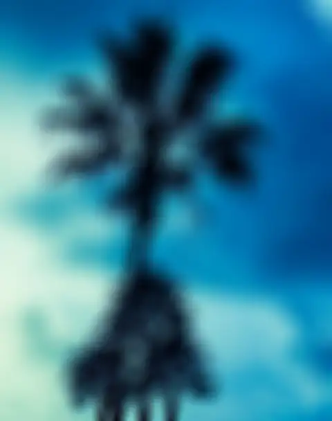 Palm Tree Long Size Sky Background HD Donwload