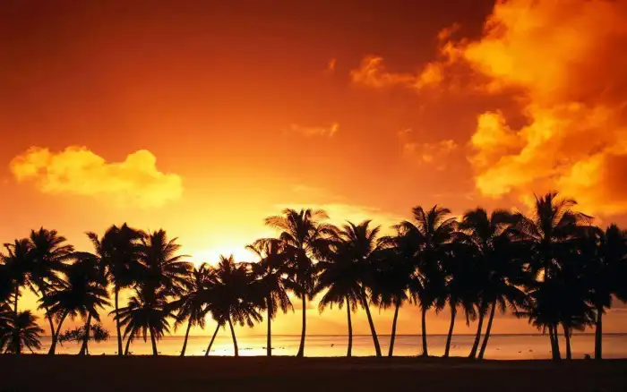 Palm Tree Nature Sunset Beach Background Free