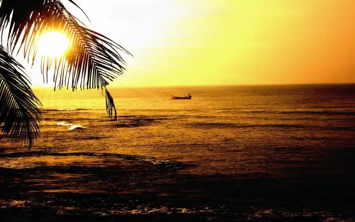 Palm Tree Nature Sunset Beach Background Free