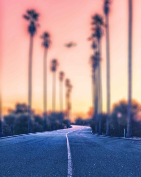 Palm Tree Road CB Picsart Editing Background HD Download