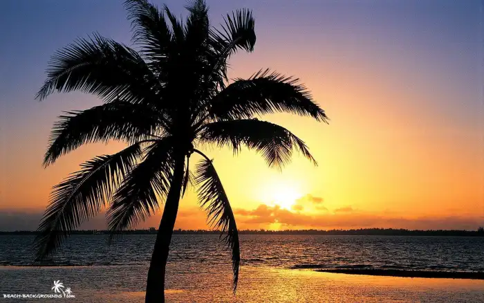 Palm Tree Sunset Beach Background Free