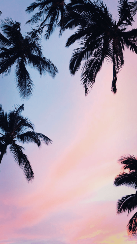 Palm Tree With Sky Wallpaper Background HD Donwload