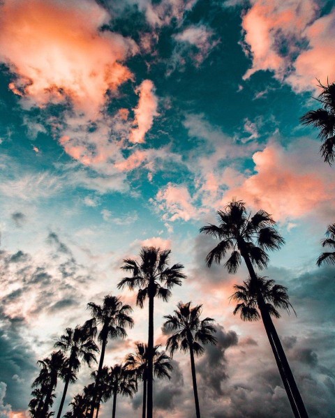 Palm Tree With Sky Wallpaper Background HD Donwload