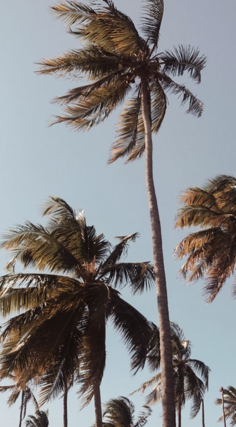 Palm Tree With Sky Wallpaper Background HD Donwload