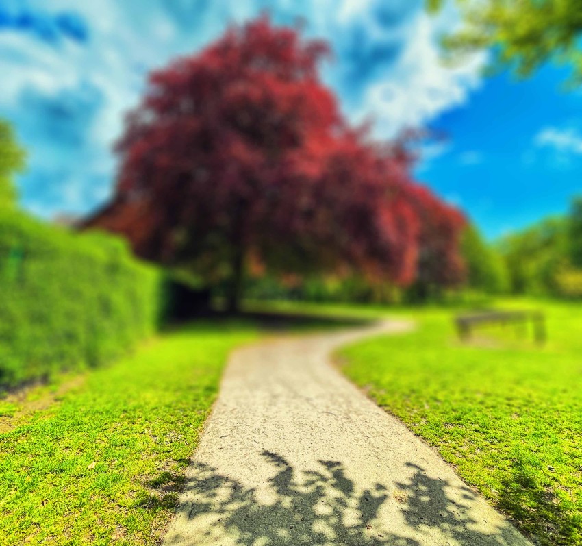 Park Blur Tree CB Picsart   Background HD Download