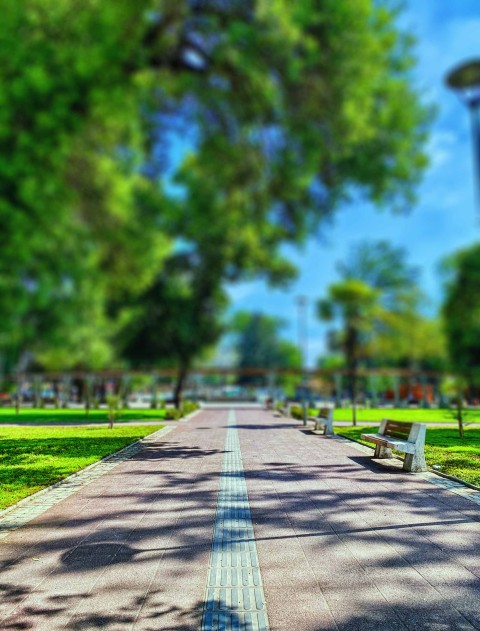 Park Blur Tree CB Picsart   Background HD Download