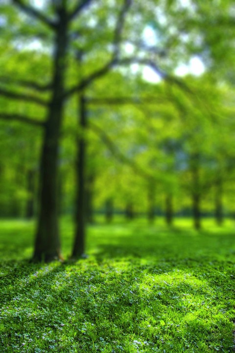 Park Green Tree CB Picsart Editing Background HD Download