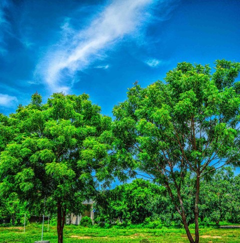 Park Green Tree CB Picsart Editing Background HD Download