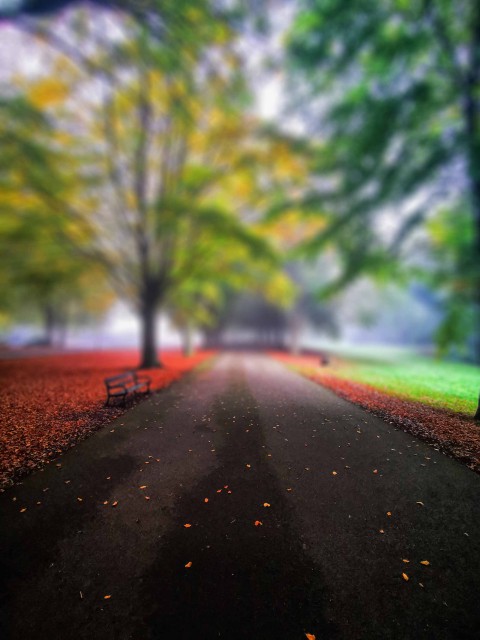 Park Road Blur Picsart Editing Background HD Download