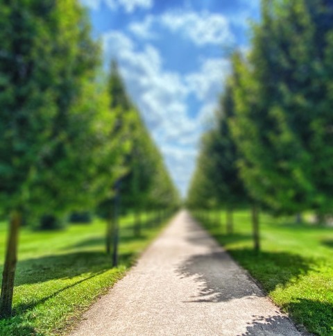 Park Tree Blur Picsart Editing Background HD Download