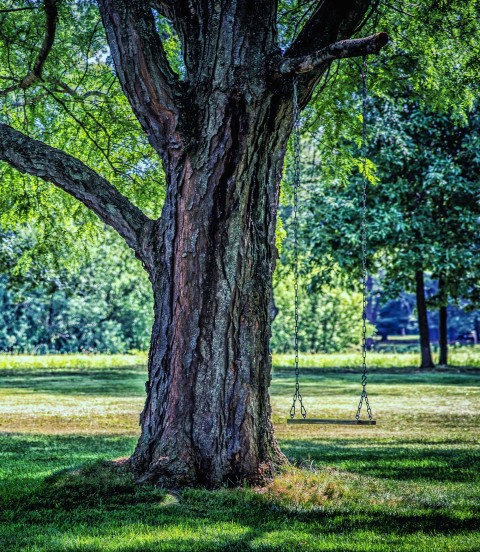 Park Tree CB Picsart Editing Background HD Download