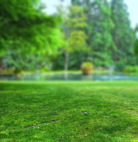 Park Tree Grass Field CB Picsart Editing Background HD