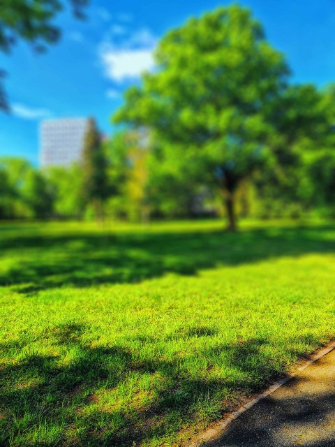 Park Tree Grass Field CB Picsart Editing Background HD