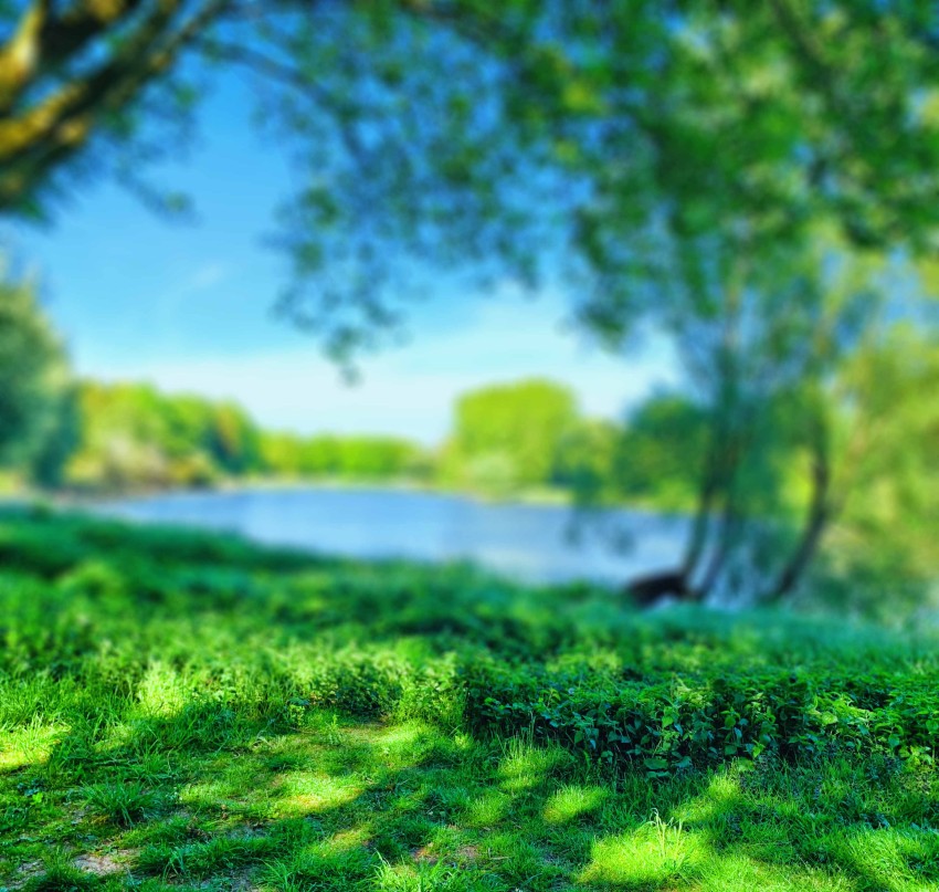 Park Tree Grass Field CB Picsart Editing Background HD