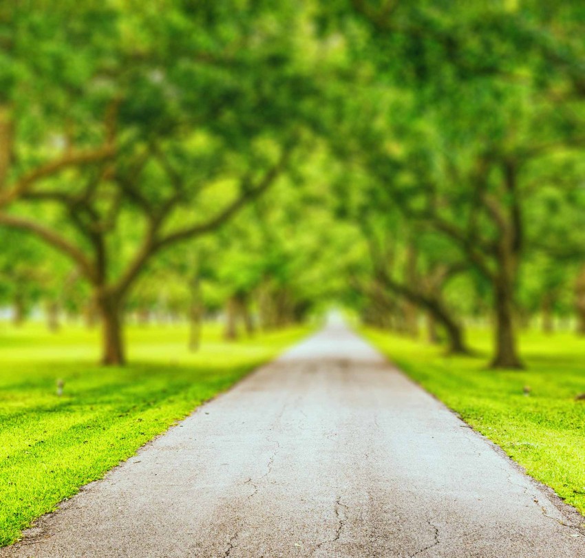 Park Tree Road CB Picsart  Background HD Download