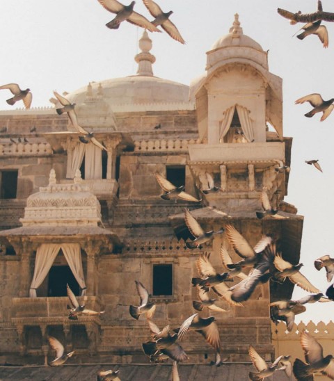 Group Of Bird Flying In Sky  Vijay Mahar Background