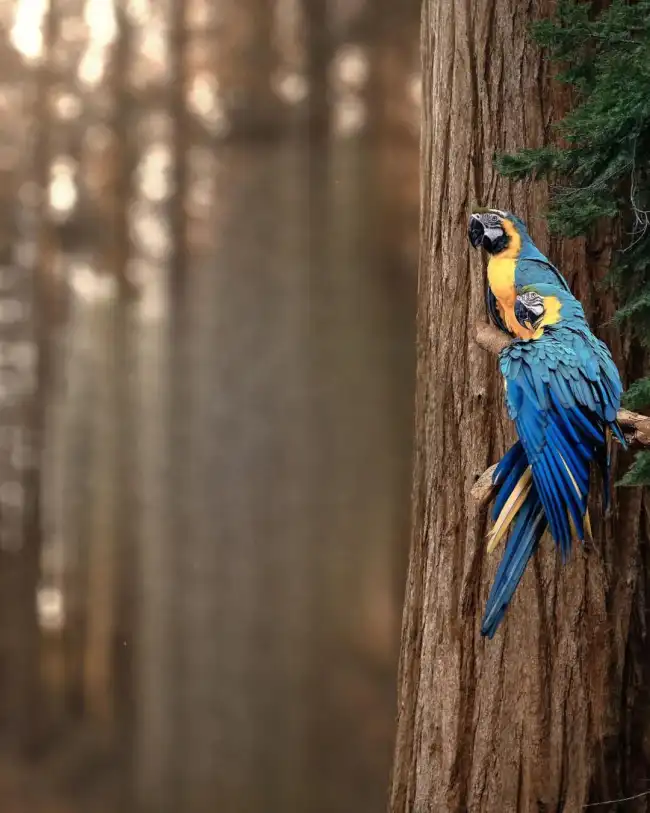 Parrot Bird CB Background HD Download