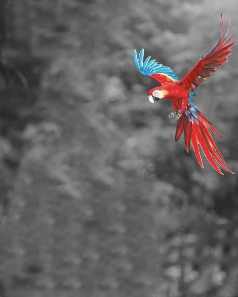 Parrot CB Background