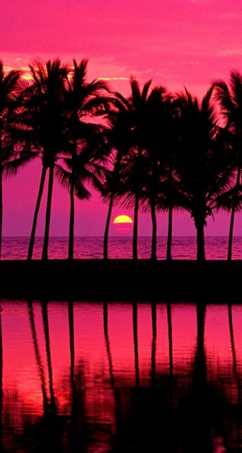 Phone Mobile Sunset Palm Tree Background HD