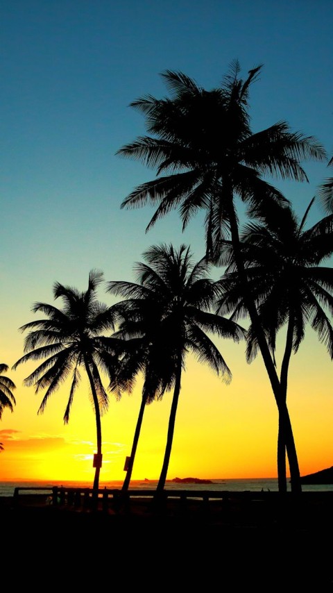 Phone Mobile Sunset Palm Tree Background HD