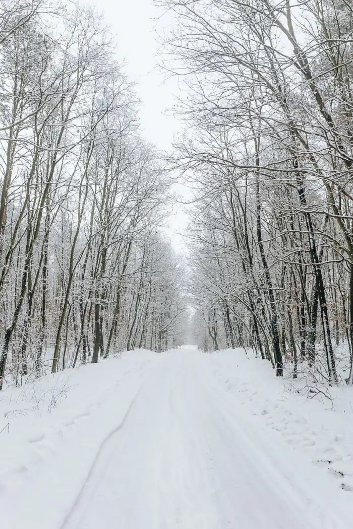 Phone Road Path Winter Forest Background HD Images