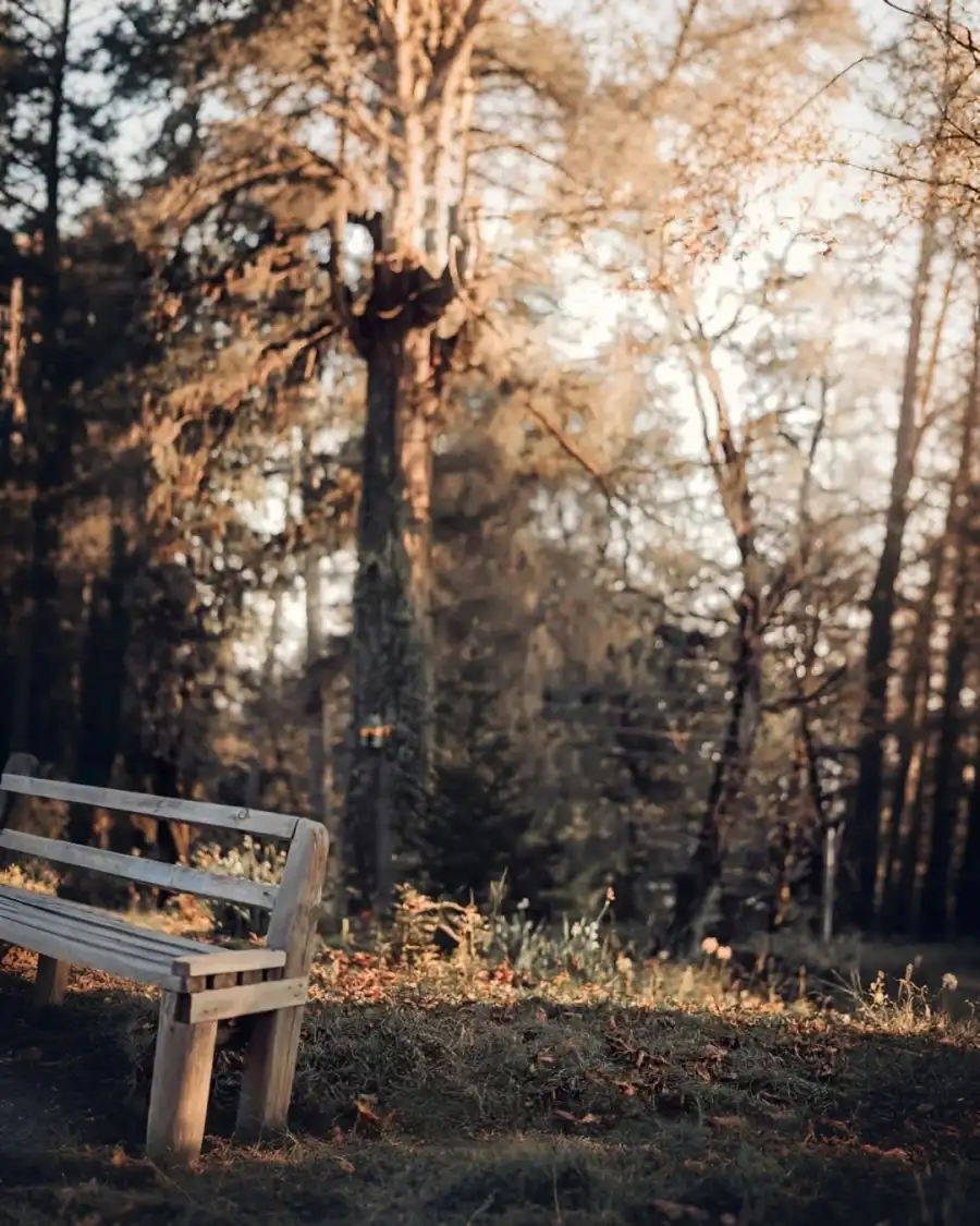 Photo Editing Bench In A Park     Background