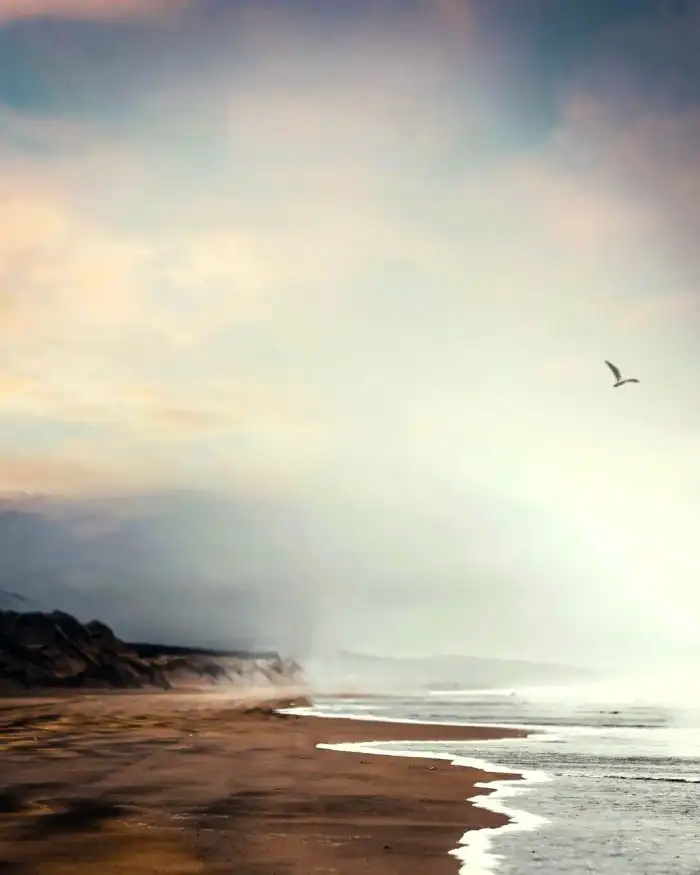 Photo Editing Bird Flying Over A Beach Background