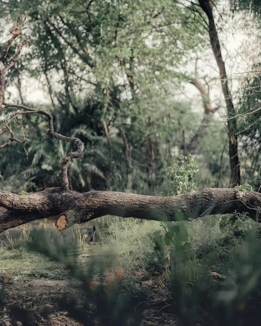 Photo Editing CB Tree Branch With Many Branches Background