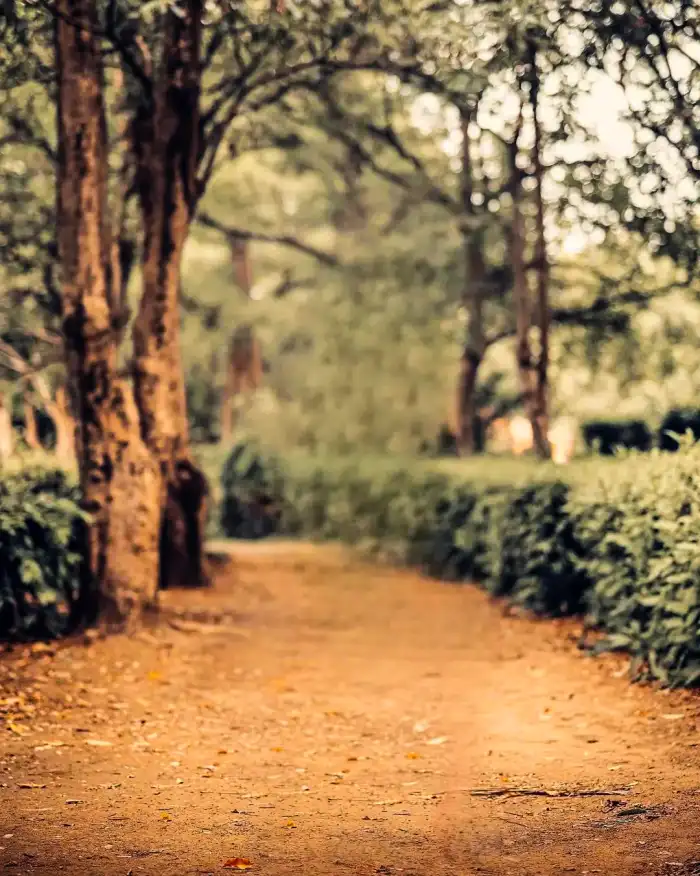 Photo Editing Dirt Road With Trees On Either Side Of It Background