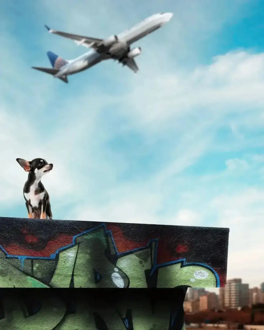 Photo Editing Dog And A Plane Flying In The Sky     Background