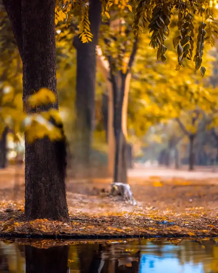 Photo Editing Dog Walking On A Path Between Trees Background