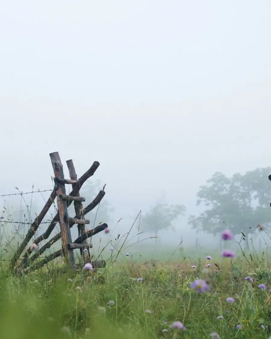 Photo Editing Fence In A Field Of Flowers  Background HD