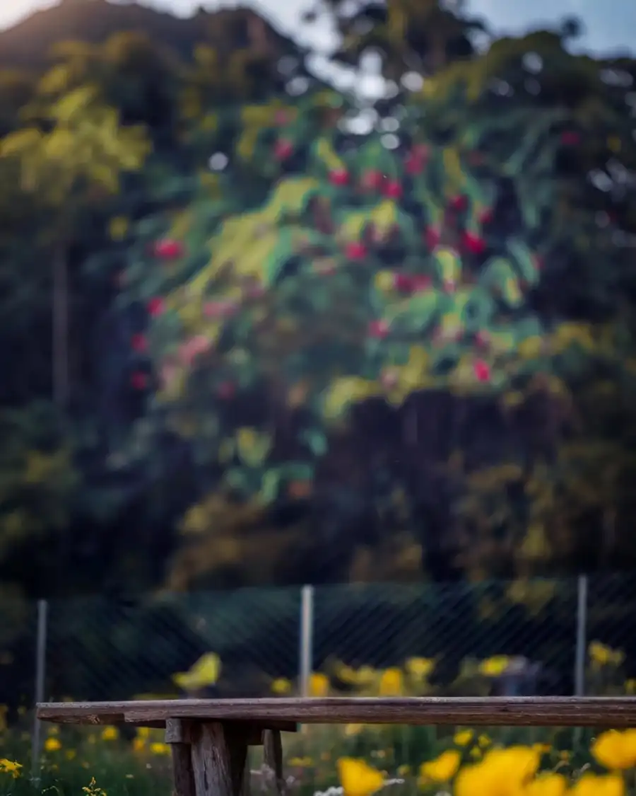 Photo Editing Fence With A Tree In The Background Background