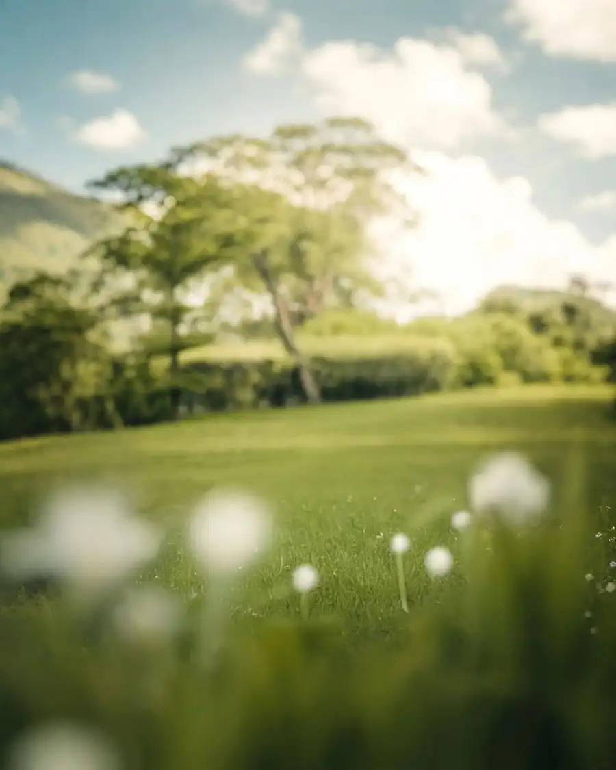 Photo Editing Field Of Grass With Trees In The Background