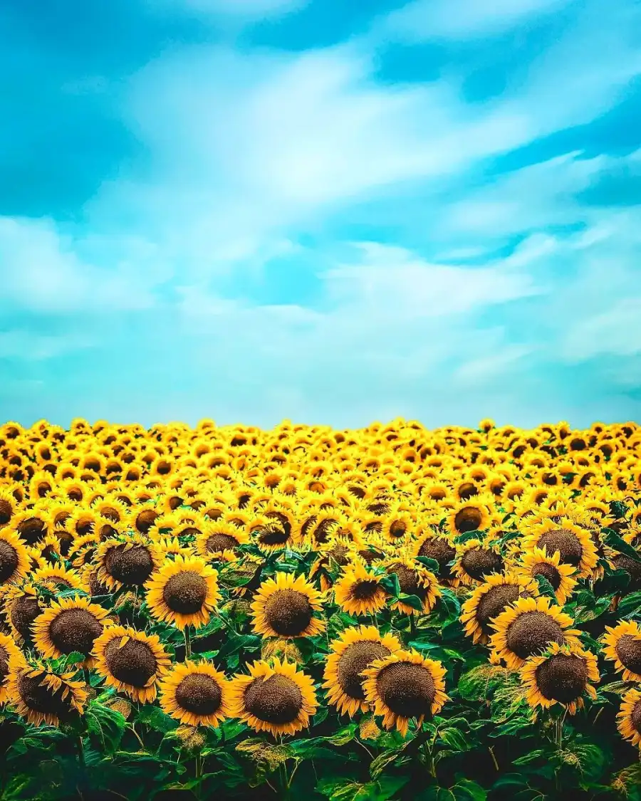 Photo Editing Field Of Sunflowers Background Full HD