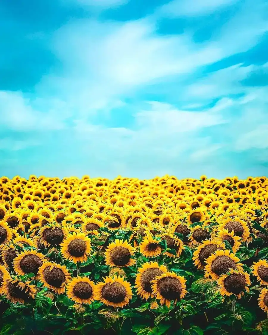 Photo Editing Field Of Sunflowers With Blue Sky Background